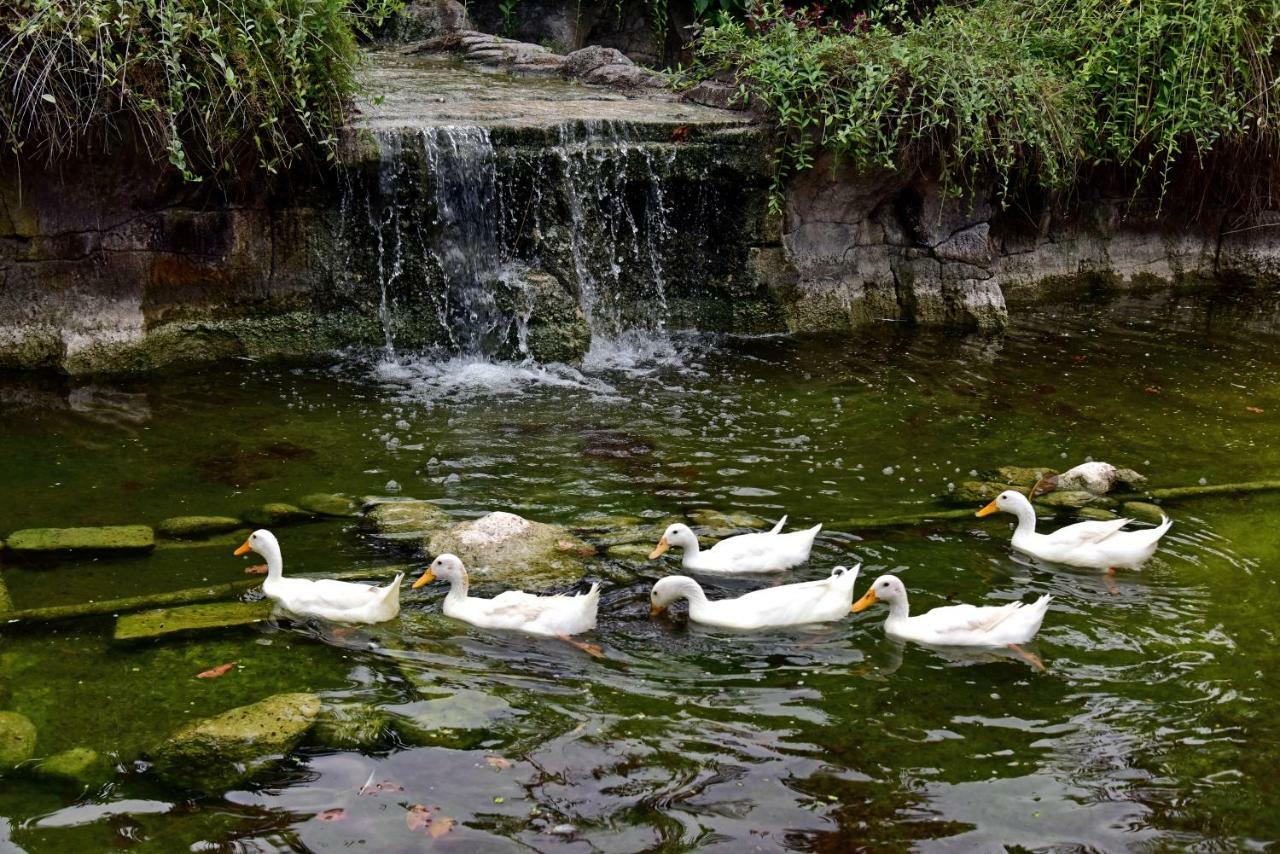 Prama Sanur Beach Bali Luaran gambar Ducks at the park